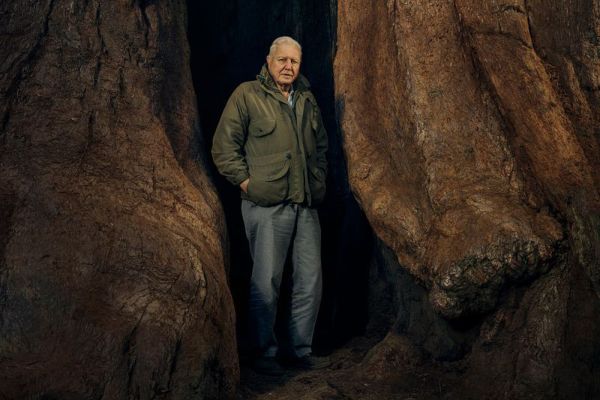 David Attenborough dans La planète verte