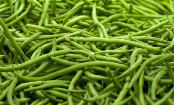 čerstvé zelené fazolky