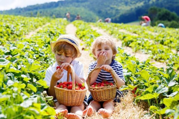 dua anak laki-laki kecil makan stroberi di lapangan