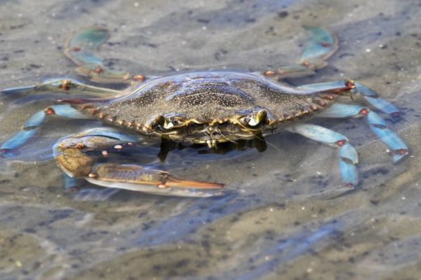 Crabe bleu sur la plage de Galveston, Texas