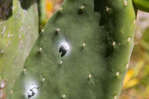 wełnowce na kaktusach