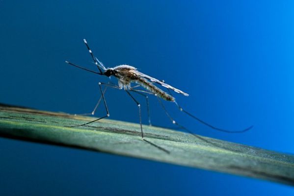 Anopheles maculipennis (zanzara della malaria)