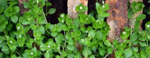 Il cerastio è una pianta semplice con tonnellate di benefici salutari