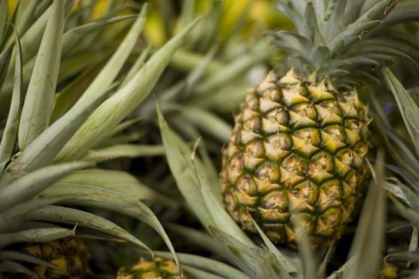 zdrowa roślina ananasa
