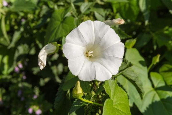 ozdobne liście klapowane biały kwiat