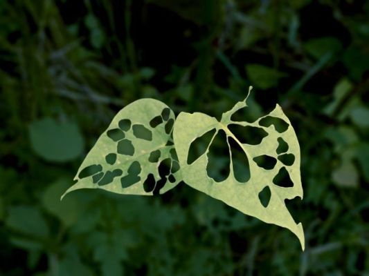 fuzariozna bolezen škodljivci hrošč list