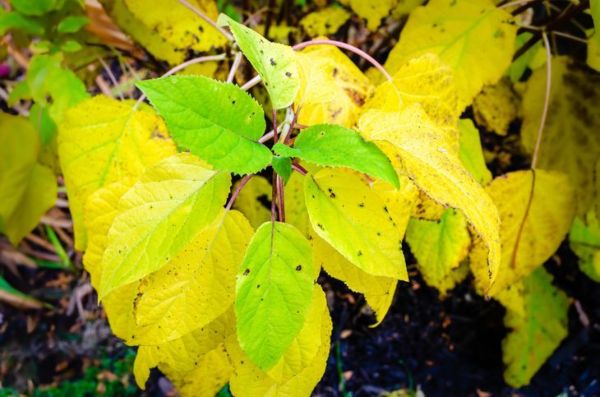 feuilles d'hortensia à l'automne
