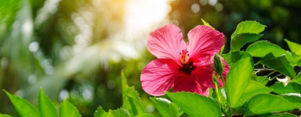 Pourquoi l'hibiscus est-il si spécial ?
