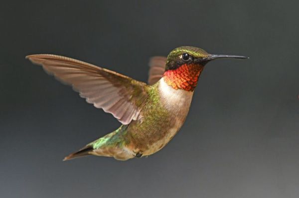 Yaqut boğazlı kolibri