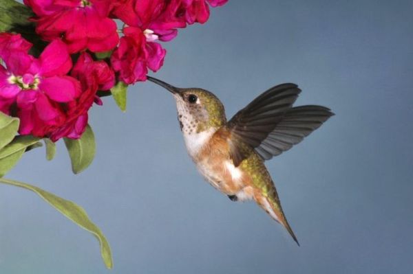 Roufus kolibri çiçəyi