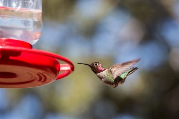 qara çənəli kolibri quşu yemi