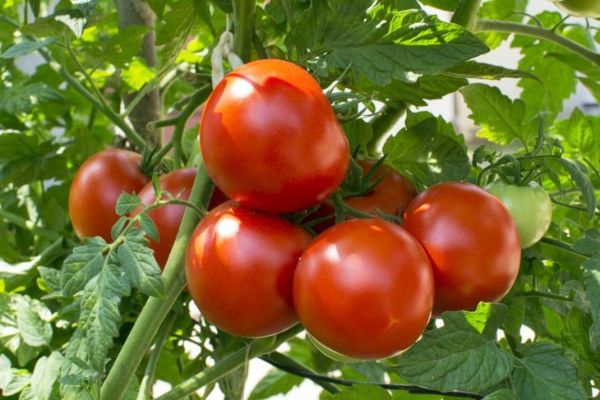 yetişmiş pomidor bitkisi