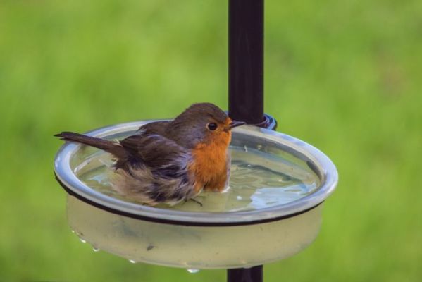 quş vannasında Robin