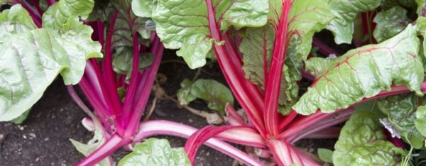 Rhubarb yetişdirmək üçün sürətli bələdçi
