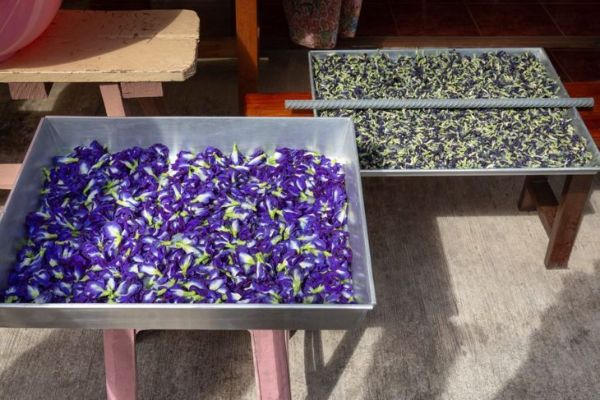 ჩაის კულინარიული ტრადიციული მედიცინის ყვავილები