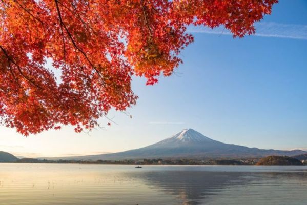 Qırmızı ağcaqayın yarpaqları Yaponiyadakı Fuji dağının çərçivəsi.
