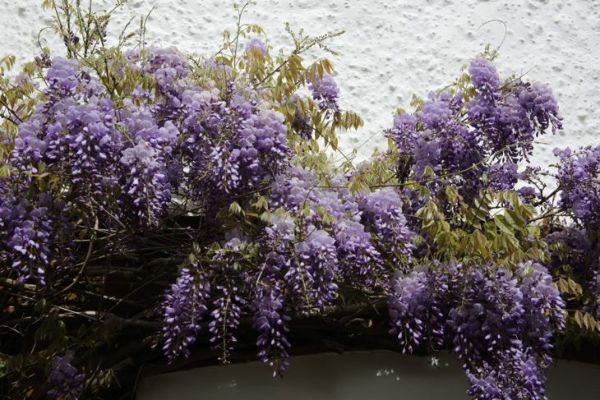 üzümlər yarpaq salxımları wisteria