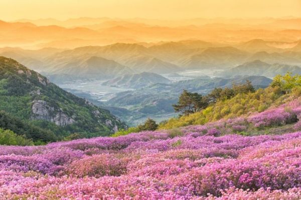 Cənubi Koreya rhododendrons.