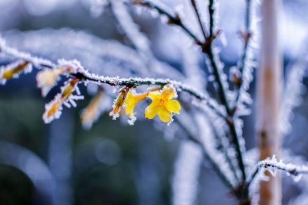 jasmin jaune ou d'hiver avec de la neige sur les branches
