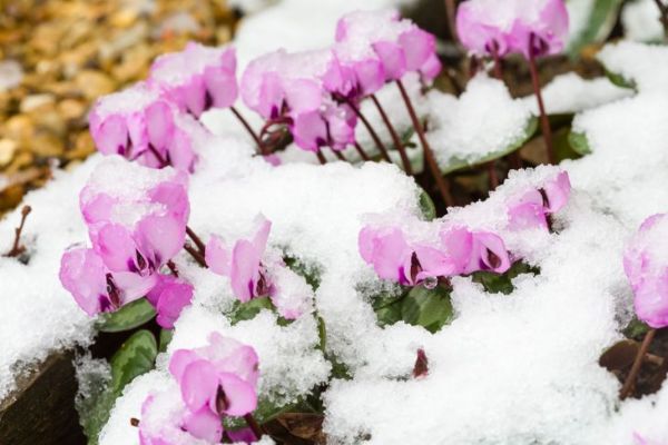 розе цветови цикламе цветају кроз снегом прекривен жбун