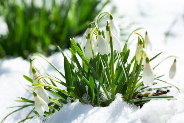 fleurs de perce-neige qui sortent de la neige