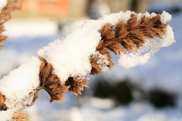 осушена стабљика мачје метвице прекривена снегом