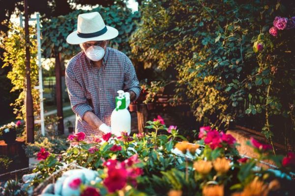 Homme pulvérisant des fleurs dans le jardin