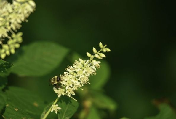 Summersweet Çiçəkli Kol Pollinatorları