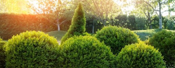 Aggiunta di arbusti di bosso al tuo giardino