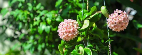 Tipy na pestovanie voňavého kvetu: Rastlina Hoya