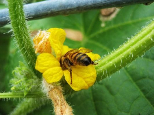 fleurs fruit pollinisateurs abeille
