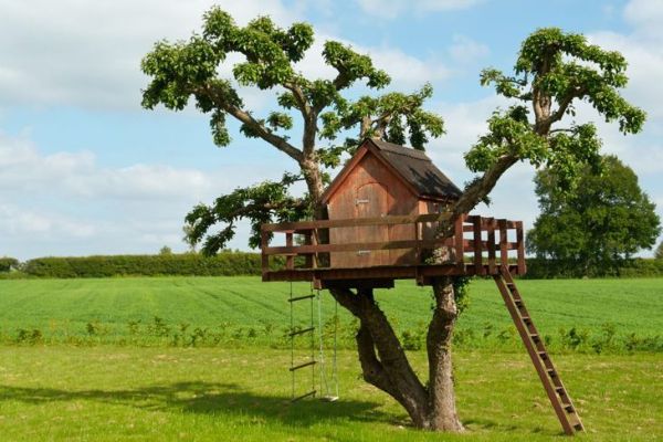 Un buon albero per una casa sull'albero dovrebbe avere più di un ramo di supporto.