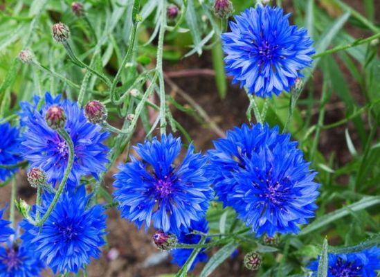 bleuets qui fleurissent dans un jardin