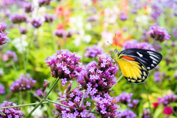 una farfalla sui fiori di verbena in giardino