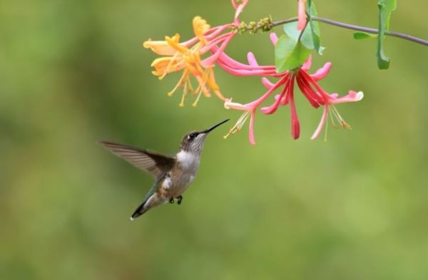 Hanımeli çiçəklərindən qidalanan kolibri