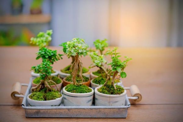 kiçik meşə bonsai
