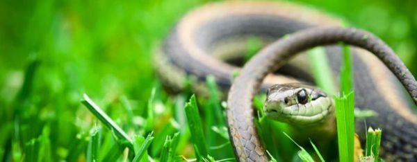 Od siarki do dymu: proste środki odstraszające węże DIY