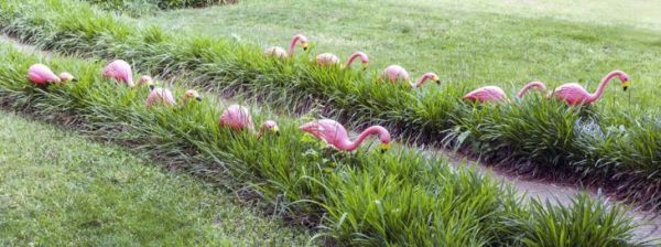 Tha HOA a ’riaghladh riaghailtean flamingos
