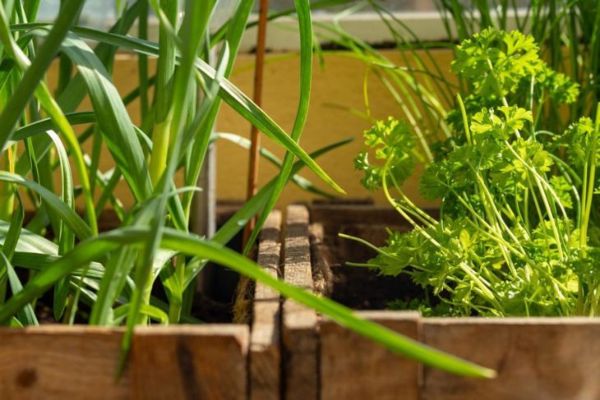 giardino del balcone del contenitore per la coltivazione dell'aglio