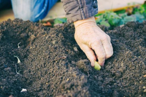 Giardiniere che pianta aglio nell'orto