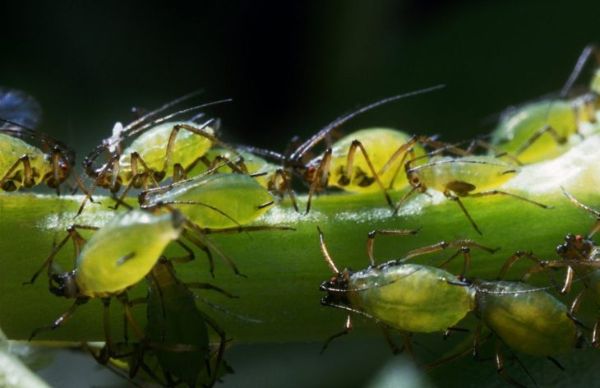 कीट मकड़ी के कण रोग एफिड्स