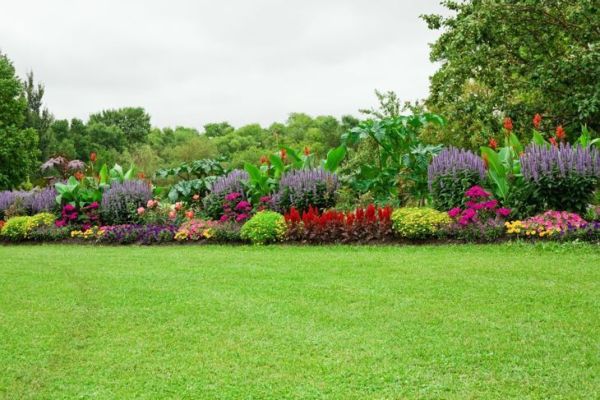 Jardin de plantes multicolores