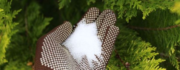 Utiliser du sel d'Epsom dans votre jardin