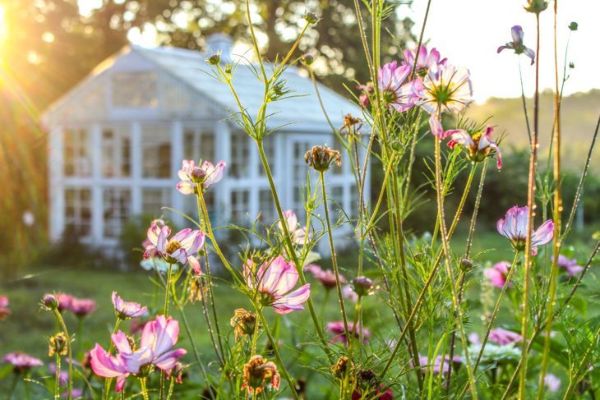 Belle scène de jardin au lever du soleil avec des fleurs de cosmos roses et blanches au premier plan et une serre floue/flou en arrière-plan, mise au point sélective tachetée de soleil