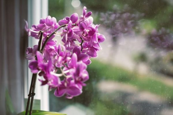 élagage teigne de la tige orchidée
