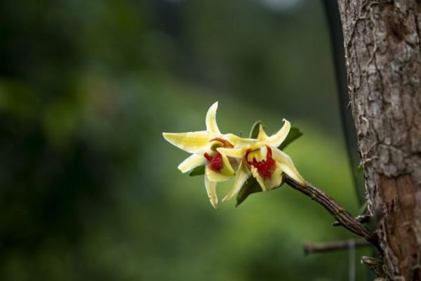 orchidée pousse des arbres naturels