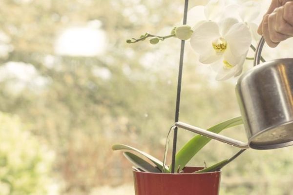 arroser les orchidées