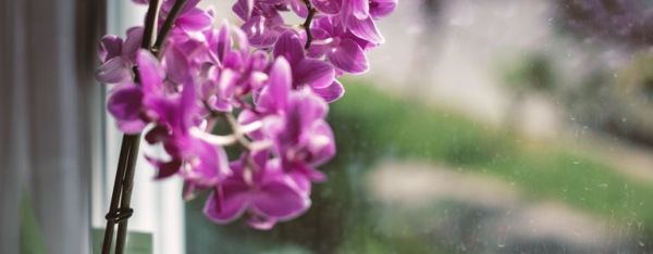 Comment prendre soin de votre orchidée
