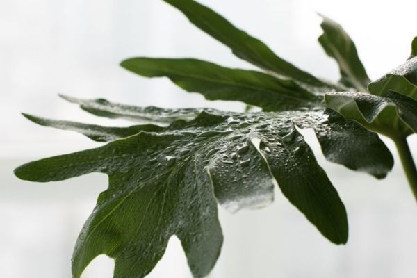 philodendron selloum eau feuilles