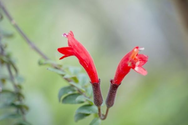Tige simple de plante de rouge à lèvres